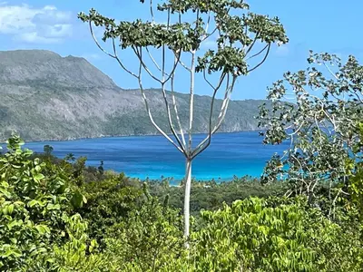 a tree in front of a body of water at Casa Playa Rincon Hills Samana Las Galeras by BTC Group Crypto in Castellalito