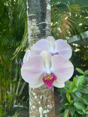 a close up of a pink orchid on a tree at Beach Cabin Juan Dolio in Villas del Mar