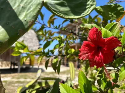 a red flower on a tree with green leaves at Buen Hombre Kite School with Accommodations in La Costa de Buen Hombre