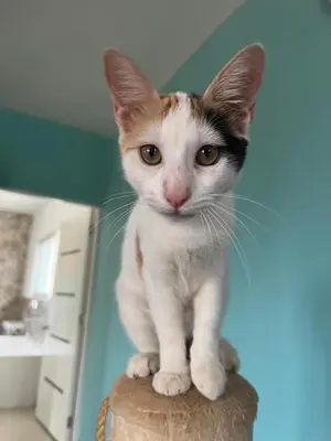 a cat sitting on the top of a barrel at Gecko Azul, Las Galeras in Las Galeras