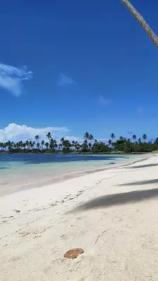a view of a sandy beach with trees and the ocean at MOREHomes - Caribe Slow Cost in Las Galeras
