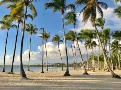 a group of palm trees on a beach at Las Cañas Playa Nueva Romana in El Soco
