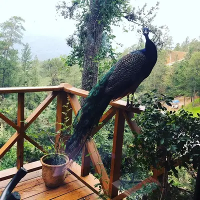 Gallery image of Villa Maya Rancho Edén in Jarabacoa