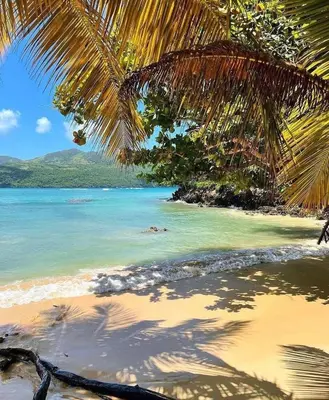 a beach with a palm tree and the ocean at Habitacion 1 en Dani's Guest House in Las Galeras