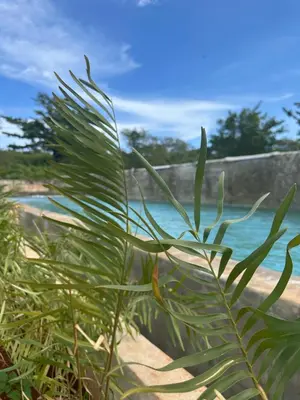 a plant on the beach with the ocean in the background at Habitacion 1 en Dani's Guest House in Las Galeras