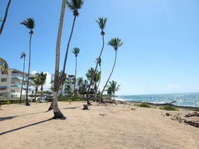 a group of palm trees on a sandy beach at Jardines del Mar Todas las Amenidades Reserva Inmediata in Villas del Mar