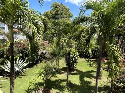 a row of palm trees in a garden at Chalet Larimar Charming villa in Las Galeras in Las Galeras