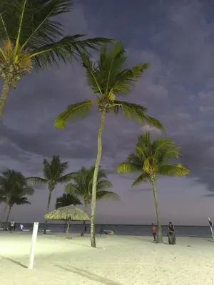 a group of palm trees on a sandy beach at Escape en terrazas del caribe con psicina y playa in Boca Chica