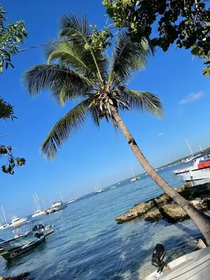 a palm tree sitting next to the water with boats at Bright & Airy Apartment in Bayahibe