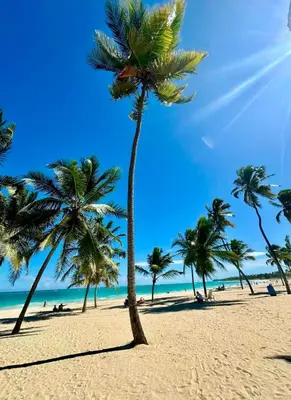 a group of palm trees on a sandy beach at Casa Lulu in Punta Cana