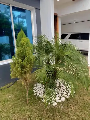 a palm tree in front of a house at Villa súper cómoda 3 habitaciones con piscina in Juan López