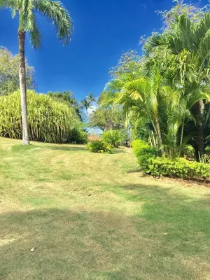 a grass field with palm trees and the ocean at The Cottage at Javo beach in Las Galeras