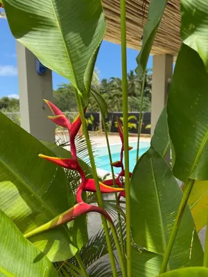 a plant with red flowers next to a pool at Kaia Beach Lodge en Cosón in Las Terrenas