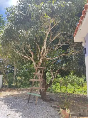 a ladder leaning against a tree next to a house at Hermosa Casa en Juana Vicenta Samana in Santa Bárbara de Samaná