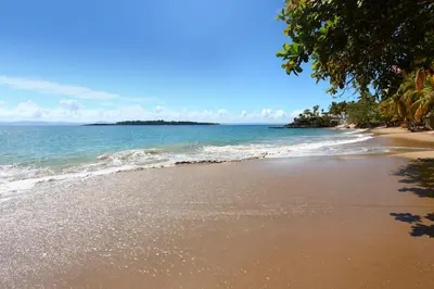 an empty beach with trees and the ocean at Bahia Principe Grand Samana - Adults Only in Santa Bárbara de Samaná