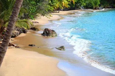 a sandy beach with palm trees and the ocean at Bahia Principe Grand Samana - Adults Only in Santa Bárbara de Samaná