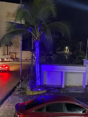 a palm tree with blue lights on a street at Hannabi Hotel in Boca Chica
