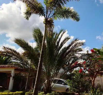 a palm tree in front of a house with a car at Villa Dupi in Colorado