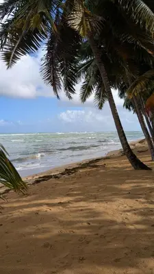 a beach with two palm trees and the ocean at Beach and comfort in Las Terrenas