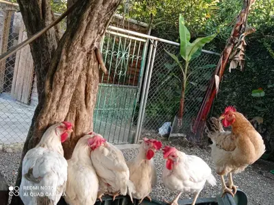 a group of chickens standing next to a tree at Paraíso Hortensia Honeymoon Suite in Santiago de los Caballeros