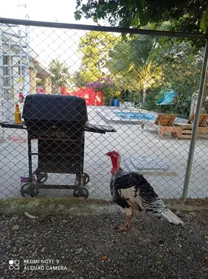 a turkey standing next to a stroller behind a fence at Paraíso Hortensia Honeymoon Suite in Santiago de los Caballeros