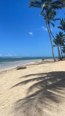 a shadow of a palm tree on a beach at Waterfront apartment in Las Terrenas