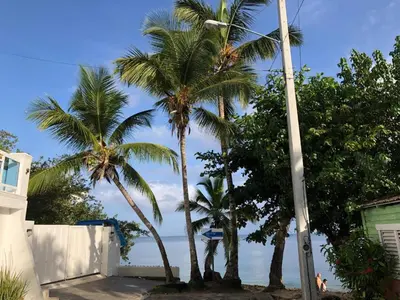 a group of palm trees in front of a house at Room 4 in Río San Juan