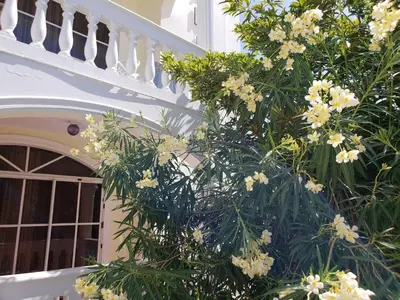 a tree with white flowers in front of a building at 2-Bedroom Beach Apartment with Pool Costambar in San Felipe de Puerto Plata