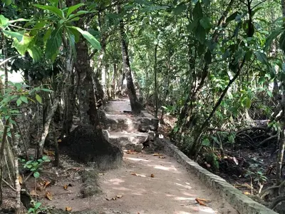 a path in the middle of a forest with trees at Room 1 in Río San Juan