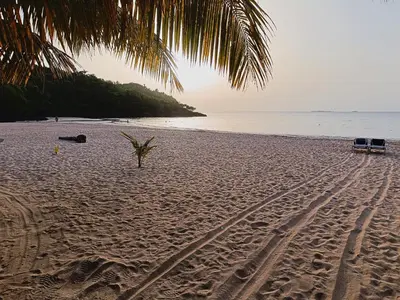 a sandy beach with a palm tree and the ocean at Beachside Apartment with Ocean View, Garden and 2 Swimming Pools in Las Terrenas