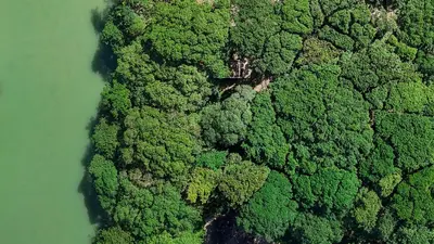 an overhead view of a group of trees next to a river at REFUGIO Sabaneta de Yasica in Cabarete