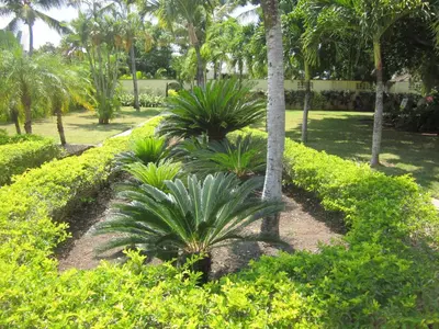 a garden with palm trees and plants at Garden condos in Sosúa