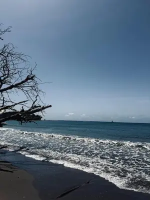 a beach with the ocean and a tree on it at Experience Coconut Paradise Apart O2 in San Cristóbal