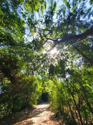 a dirt road through a forest with the sun shining through trees at Serendipia Hotel Nizao in Nizao