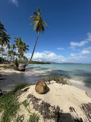a coconut on the beach with a palm tree at Dani's Guesthouse in Las Galeras