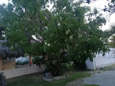 a mango tree in a yard next to a fence at the Count of Villa Rosa in La Ceiba