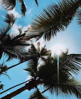 a group of palm trees with the sun in the sky at CasaLoca Cabarete Studio Apartment in Cabarete