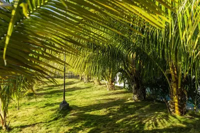 a group of palm trees in a field at LAS PALMAS 2 VILLA 20 personnes pool in Palmar de Ocoa