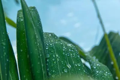 a green leaf with water droplets on it at LAS PALMAS 2 VILLA 20 personnes pool in Palmar de Ocoa