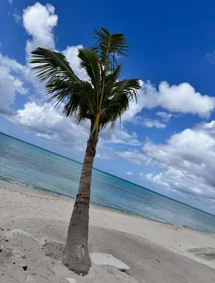 a palm tree on a sandy beach near the ocean at Luxury NEW Stylish apartment Bayahibe with pool in Bayahibe