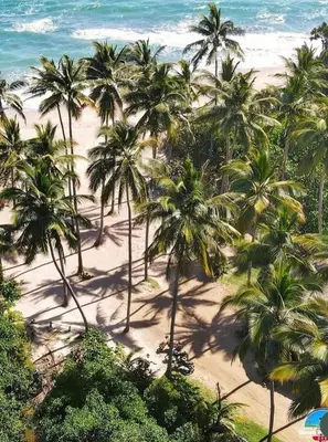 an aerial view of a beach with palm trees at Playa Rene RD in San Felipe de Puerto Plata