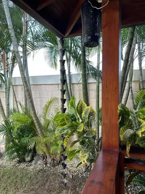 a patio with palm trees and a wooden porch at Luxury Villa with Pool, jacuzzi,Basketball and more
