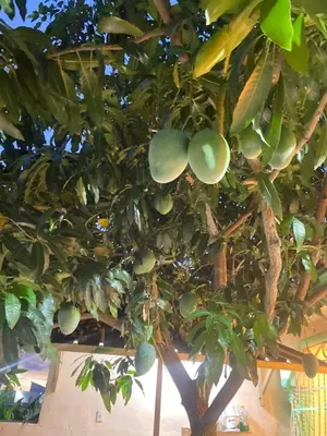a tree with lots of green fruit on it at Alojamiento en Bani, cerca de la playa y las Dunas in Colorado
