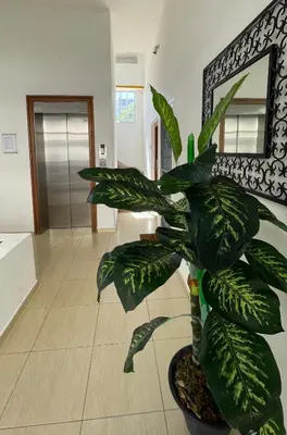 a green plant in a room with a mirror at Relaxing and cozy apartment in Gazcue in Santo Domingo