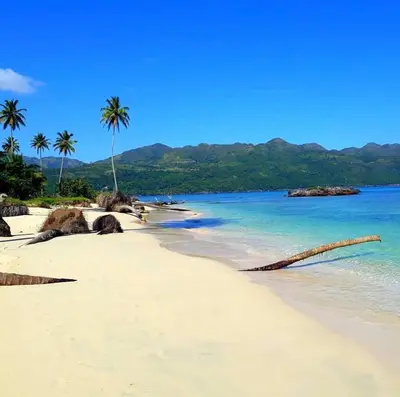 a beach with palm trees and a branch laying on the sand at Villa kiyana-14 pax, 5min de la playa en Las Galeras in Las Galeras