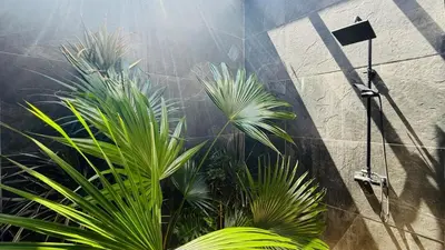 a group of palm trees in front of a shower at Villa Solana in Cabrera Dominican Republic in Cabrera