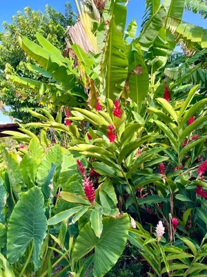 a bunch of plants with red flowers and green leaves at 21 Palms in Las Galeras