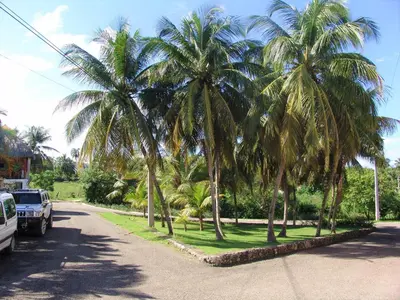 a group of palm trees on the side of a road at Waverider Apartments in Cabarete