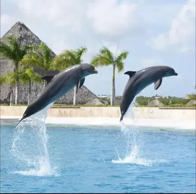 two dolphins jumping in the water in a pool at Apartment in Punta Cana