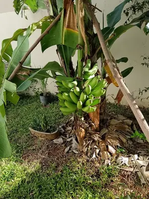 a bunch of green bananas on a banana tree at Jolie maison in La Romana